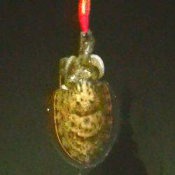 ダイソーエギ最強！コウイカ、タコ